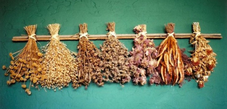 Deze planten zullen u en uw huis tegen het boze oog beschermen: plantaardige amuletten tegen bederf