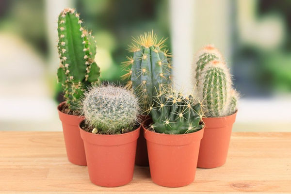 Deze planten zullen u en uw huis tegen het boze oog beschermen: plantaardige amuletten tegen bederf