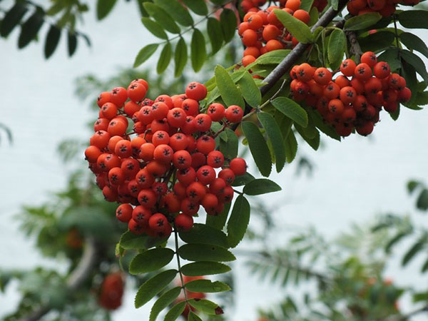Deze planten zullen u en uw huis tegen het boze oog beschermen: plantaardige amuletten tegen bederf