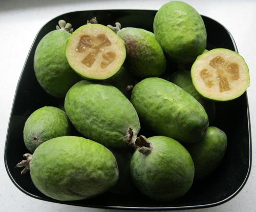 Feijoa - nuttige eigenschappen, voordelen en nadelen van feijoa