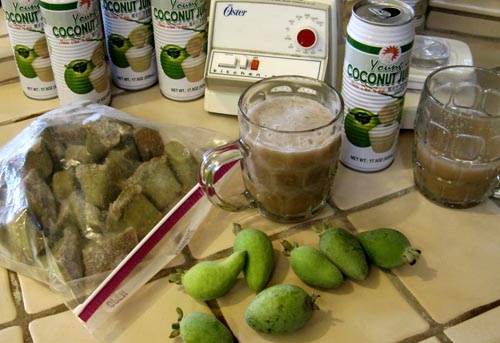 Feijoa - nuttige eigenschappen, voordelen en nadelen van feijoa