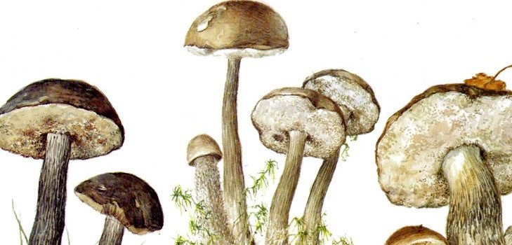 Mushroom podderozovik: beschrijving met foto