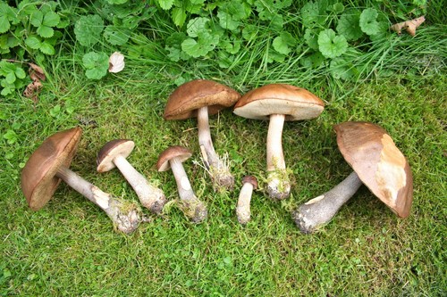 Mushroom podderozovik: beschrijving met foto