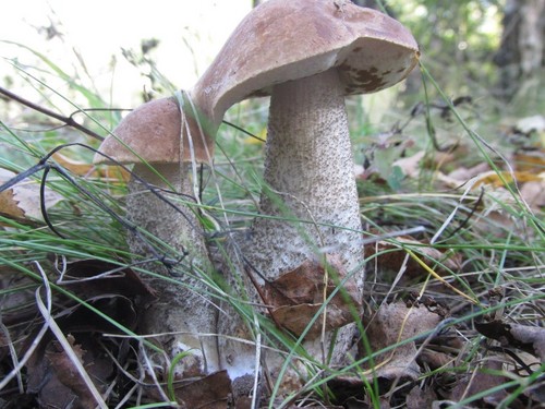 Mushroom podderozovik: beschrijving met foto