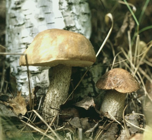 Mushroom podderozovik: beschrijving met foto
