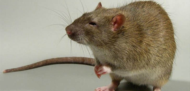 sluwe rat