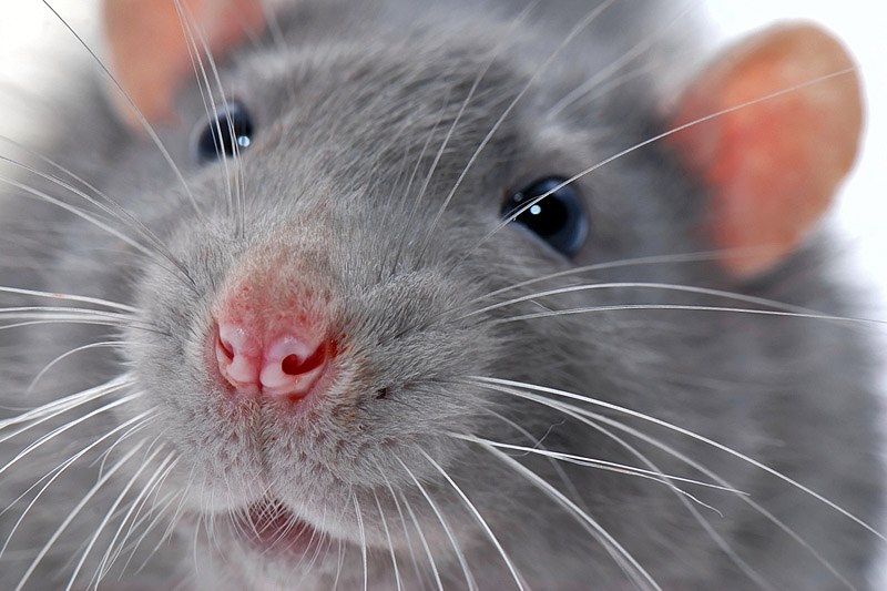 ratachtige snuit