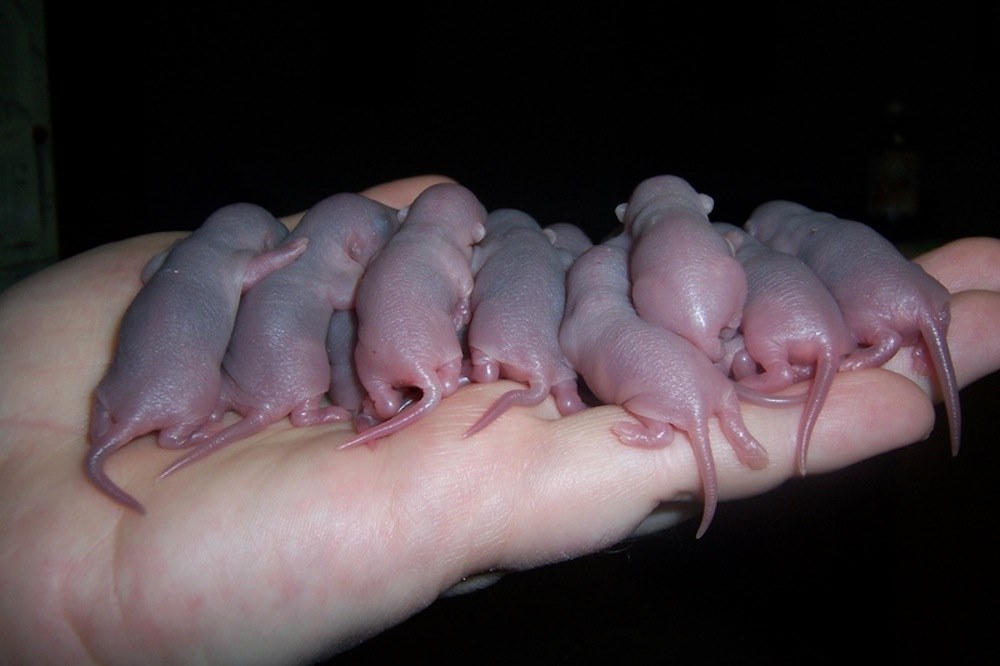 veel ratten