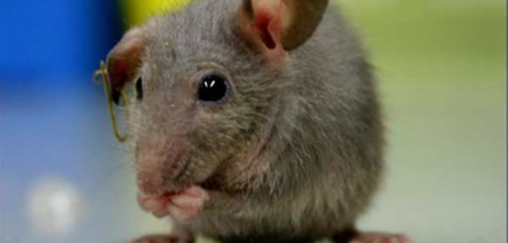kleine muis
