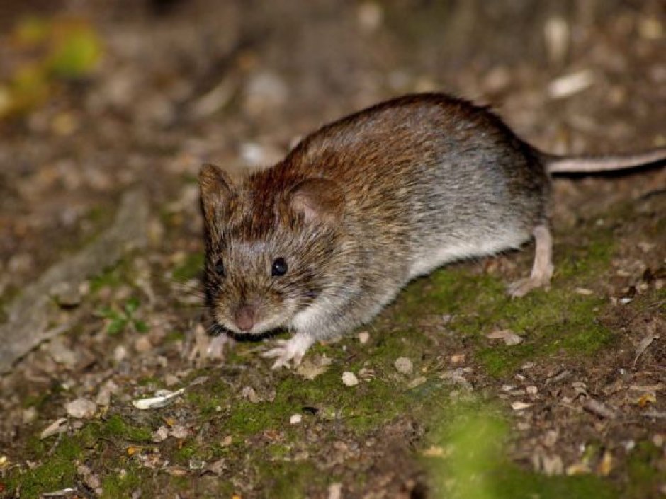 muismuis