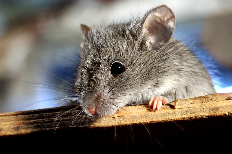 kleine muis