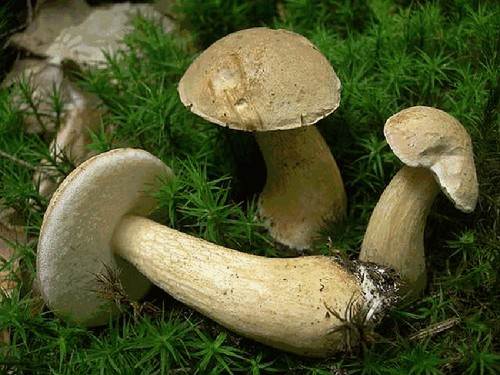 Hoe een valse es van een eetbaar te onderscheiden. De hoofdborden, foto's en beschrijvingen van de valse boletus