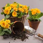 Bloemen overplanten