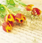 Hoe de snijbloemen vers te houden?