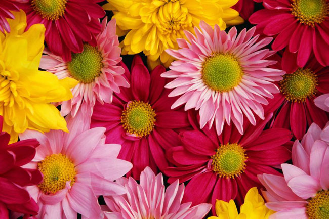 Hoe de snijbloemen vers te houden?