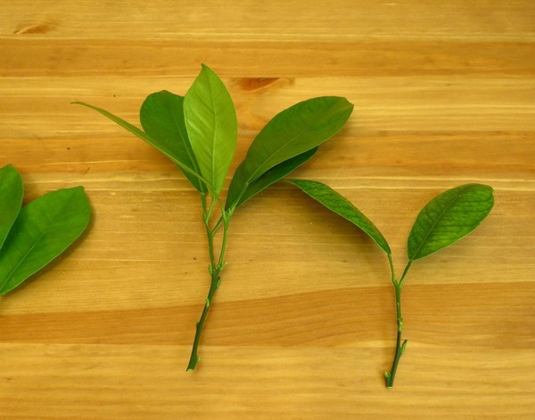 Hoe Calamondin thuis te kweken. Zelfgemaakte mandarijnen laten groeien - kenmerken van plantenverzorging, foto's, video