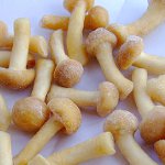 Paddo's invriezen voor de winter