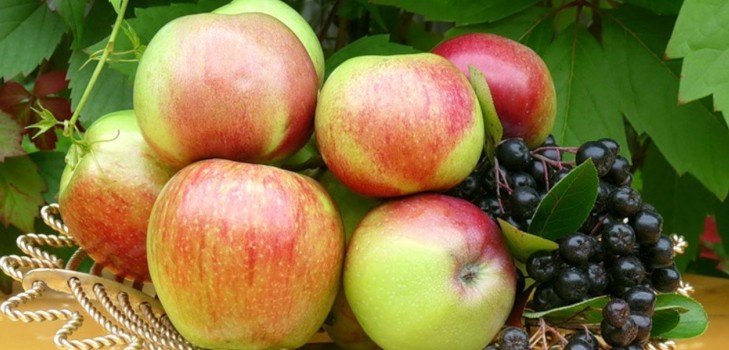 Schud de appelboom niet, zolang deze groen is: wanneer de Apple Savior te vieren