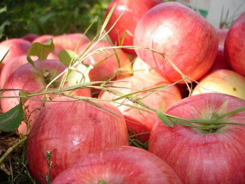 Schud de appelboom niet, zolang deze groen is: wanneer de Apple Savior te vieren