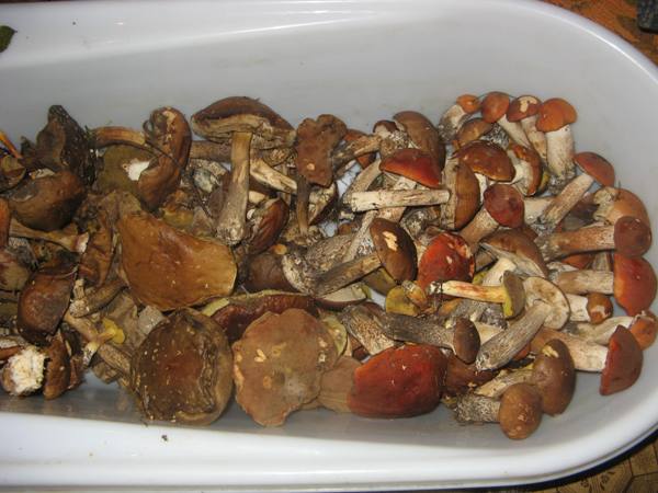 Ingeblikte champignons voor de winter
