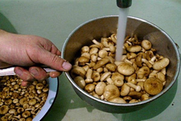 Ingeblikte champignons voor de winter