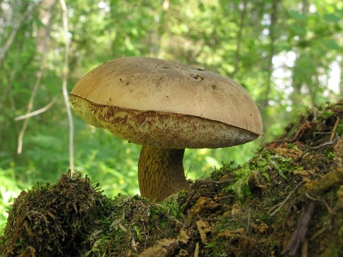False podrezovyvik: beschrijving met foto. Hoe een valse berkenschors op het terrein te identificeren?