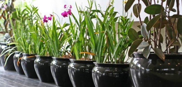 kamerplanten