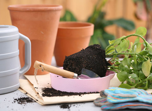 plant transplantatie