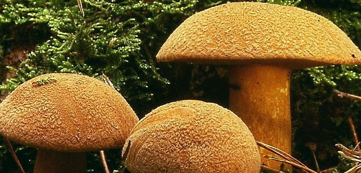 Paddestoel paddestoel: beschrijvingen en voorzorgsmaatregelen tijdens "rustige jacht"