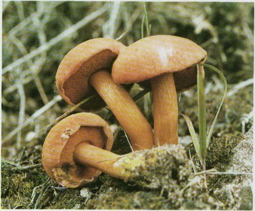 Paddestoel paddestoel: foto en beschrijving, manieren om te koken. Soorten valse mossen (paddenstoelen)