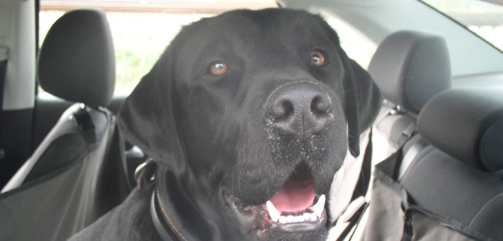 We gaan met de auto naar de Krim met een hond