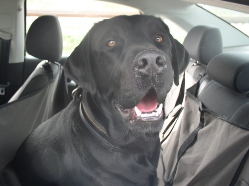 We gaan met de auto naar de Krim met een hond