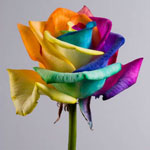 Ongebruikelijke bloemen - iriserende rozen