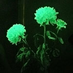Ongebruikelijke bloemen - gloeiende bloemen