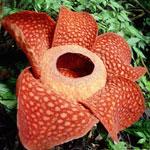 Ongebruikelijke bloemen - rafflesia