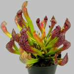 Ongebruikelijke bloemen - Sarracenia