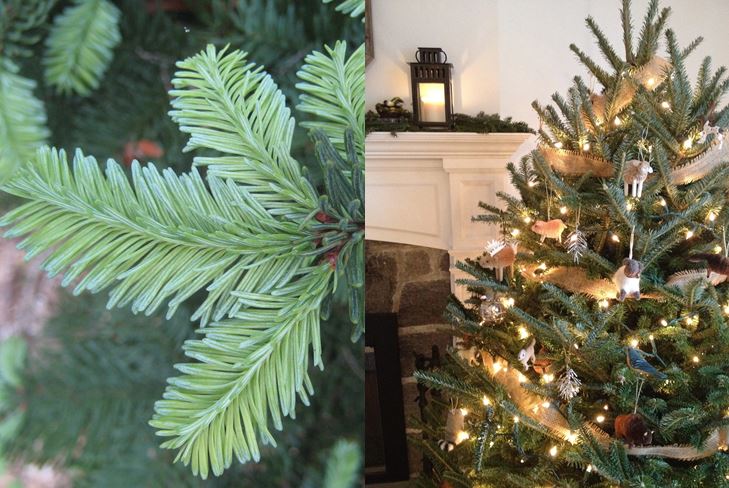 Hebben kinderen levende kerstbomen nodig voor het nieuwe jaar?