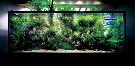 Een aquarium met je eigen handen maken