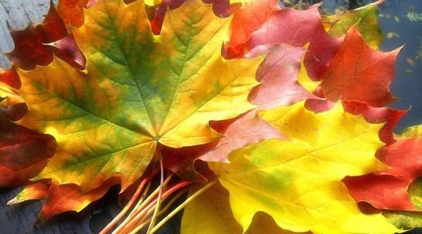 Scenario Autumn Ball in de school voor middelbare scholieren en cijfers 5-7. Stengazeta en dans op het herfstbal