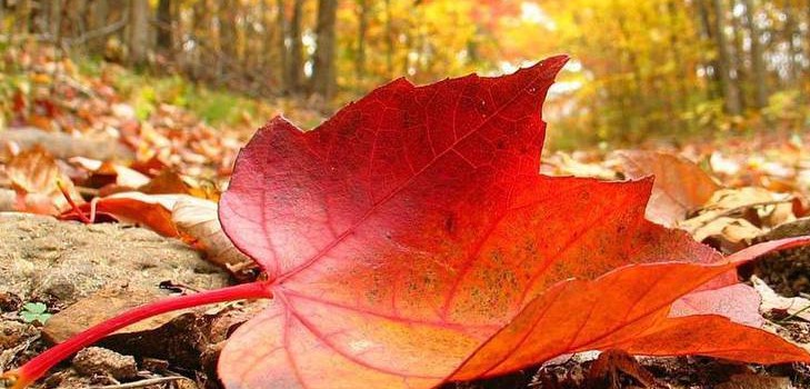 Liederen en gedichten voor de herfstbal voor schoolkinderen - de beste, modern, mooi en kort
