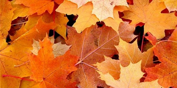 Liederen en gedichten voor de herfstbal voor schoolkinderen - de beste, modern, mooi en kort