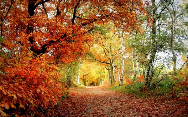 Liedjes over herfst voor basisschool, kleuterschool en adolescenten