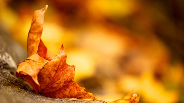 Hoe zal het weer zijn in Moskou en de regio Moskou in oktober 2017?
