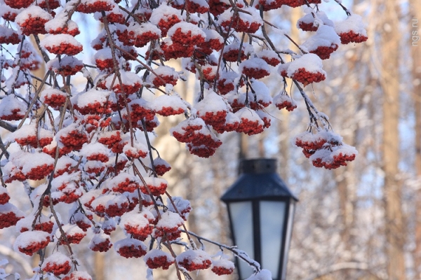 Weer in St. Petersburg voor december 2016 en Nieuwjaar - nauwkeurige voorspelling van het Hydrometeorologisch Centrum voor Sint-Petersburg en de regio Leningrad