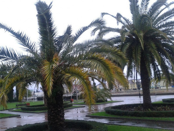 Weer in Sochi in december 2016 - nauwkeurige voorspelling van water- en luchttemperatuur van het Hydrometeorologisch centrum