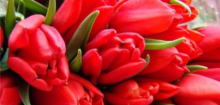 bos bloemen