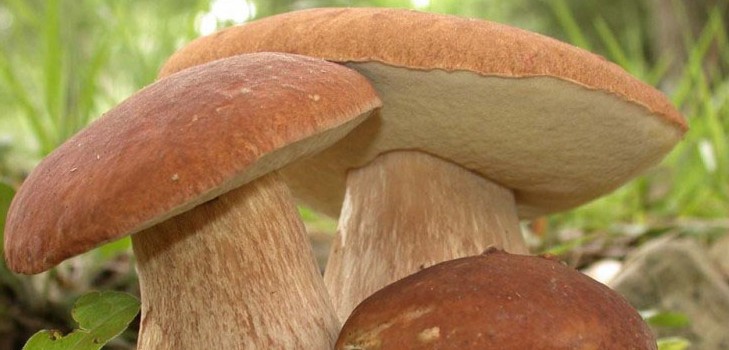 Eetbare paddestoelen: classificatie en voorzorgsmaatregelen