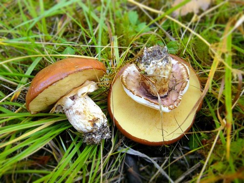 Eetbare paddestoelen: classificatie en voorzorgsmaatregelen