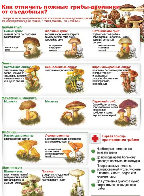 Eetbare paddestoelen: classificatie en voorzorgsmaatregelen