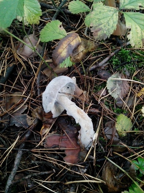 Eetbare paddestoelen: classificatie en voorzorgsmaatregelen
